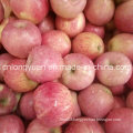 Chinese Supplier for High Quality of Fresh Qinguan Apple